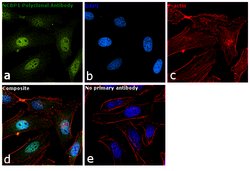 Invitrogen NCBP1 Polyclonal Antibody 100 &mu;L; Unconjugated:Antibodies,
