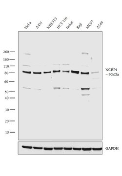 Invitrogen NCBP1 Polyclonal Antibody 100 &mu;L; Unconjugated:Antibodies,
