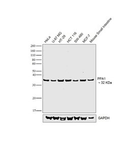 Invitrogen PPA1 Polyclonal Antibody 100 &mu;L; Unconjugated:Antibodies,