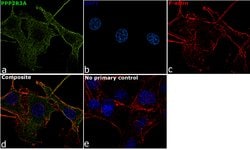 Invitrogen PPP2R3A Polyclonal Antibody 100 &mu;L; Unconjugated:Antibodies,