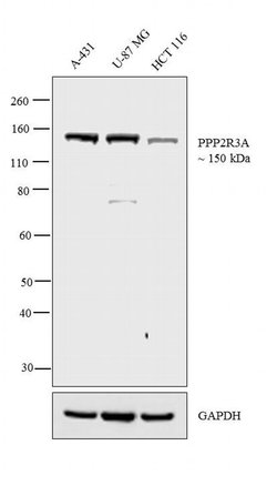 Invitrogen PPP2R3A Polyclonal Antibody 100 &mu;L; Unconjugated:Antibodies,