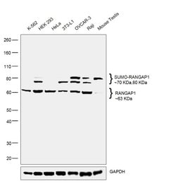 Invitrogen RANGAP1 Polyclonal Antibody 100 &mu;L; Unconjugated:Antibodies,