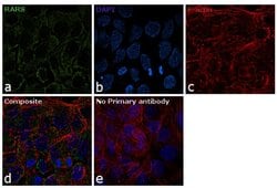 Invitrogen RARS Polyclonal Antibody 100 &mu;L; Unconjugated:Antibodies,