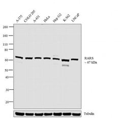 Invitrogen RARS Polyclonal Antibody 100 &mu;L; Unconjugated:Antibodies,
