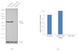 Invitrogen RARS Polyclonal Antibody 100 &mu;L; Unconjugated:Antibodies,