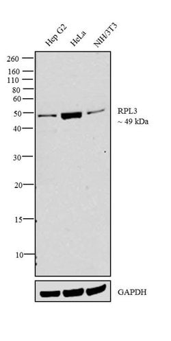 Invitrogen RPL3 Polyclonal Antibody 100 &mu;L; Unconjugated:Antibodies,