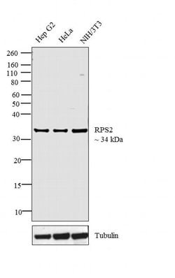 Invitrogen RPS2 Polyclonal Antibody 100 &mu;L | Buy Online | Invitrogen&trade; | Fisher Scientific