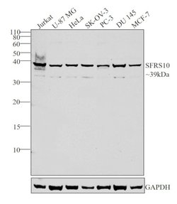 Invitrogen SFRS10 Polyclonal Antibody 100 &mu;L; Unconjugated:Antibodies,