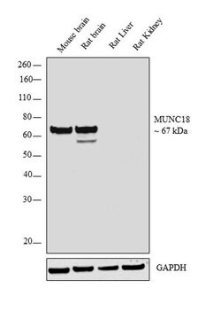 Invitrogen MUNC18 Polyclonal Antibody 100 &mu;L; Unconjugated:Antibodies,