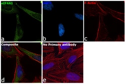 Invitrogen eIF4A1 Polyclonal Antibody 100 &mu;L; Unconjugated:Antibodies,