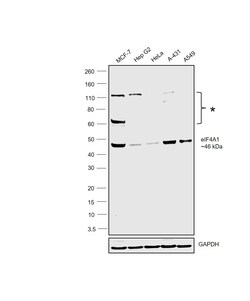 Invitrogen eIF4A1 Polyclonal Antibody 100 &mu;L; Unconjugated:Antibodies,