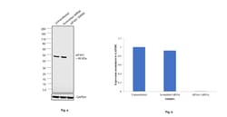 Invitrogen eIF4A1 Polyclonal Antibody 100 &mu;L; Unconjugated:Antibodies,