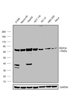 Invitrogen PCK2 Polyclonal Antibody 100 &mu;L; Unconjugated:Antibodies,