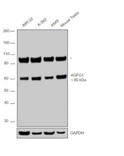 Invitrogen AGFG1 Polyclonal Antibody 100 &mu;L; Unconjugated:Antibodies,