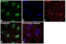 Invitrogen hnRNP M Polyclonal Antibody 100 &mu;L; Unconjugated:Antibodies,