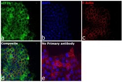 Invitrogen EIF2B4 Polyclonal Antibody 100 &mu;L; Unconjugated:Antibodies,