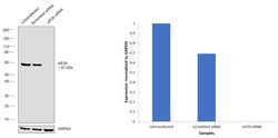 Invitrogen EIF2B4 Polyclonal Antibody 100 &mu;L; Unconjugated:Antibodies,