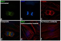 Invitrogen PRC1 Polyclonal Antibody 100 &mu;L | Buy Online | Invitrogen&trade; | Fisher Scientific
