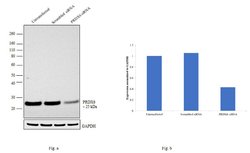 Invitrogen PRDX6 Polyclonal Antibody 100 &mu;L | Buy Online | Invitrogen&trade; | Fisher Scientific