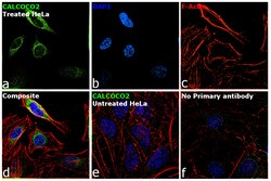 Invitrogen CALCOCO2 Polyclonal Antibody 100 &mu;L; Unconjugated:Antibodies,