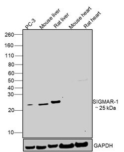 Sigma-1 Receptor Polyclonal Antibody:Antibodies, Polyclonal