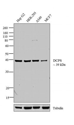 Invitrogen DCPS Polyclonal Antibody 100 &mu;L; Unconjugated:Antibodies,