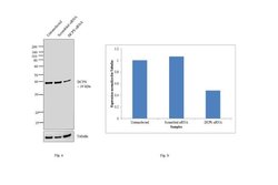 Invitrogen DCPS Polyclonal Antibody 100 &mu;L; Unconjugated:Antibodies,