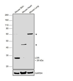 Invitrogen LOR Polyclonal Antibody 100 &mu;L; Unconjugated:Antibodies,