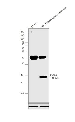 Invitrogen FABP4 Polyclonal Antibody 100 &mu;L; Unconjugated:Antibodies,