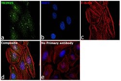 Invitrogen TRIM25 Polyclonal Antibody 100 &mu;L; Unconjugated:Antibodies,