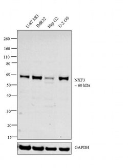 Invitrogen NXF3 Polyclonal Antibody 100 &mu;L; Unconjugated:Antibodies,
