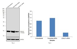 Invitrogen Galectin 1 Polyclonal Antibody 100 &mu;L; Unconjugated:Antibodies,