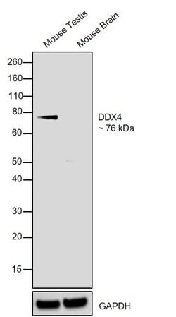 Invitrogen DDX4 Polyclonal Antibody 100 &mu;L; Unconjugated:Antibodies,