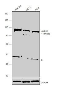 Invitrogen NUP107 Polyclonal Antibody 100 &mu;L; Unconjugated:Antibodies,