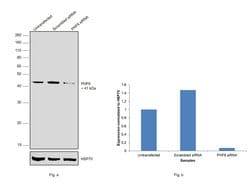 Invitrogen PHF6 Polyclonal Antibody 100 &mu;L; Unconjugated:Antibodies,