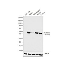 Invitrogen PARD6B Polyclonal Antibody 100 μL; Unconjugated:Antibodies,