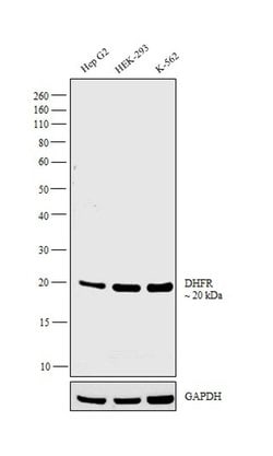 Invitrogen DHFR Polyclonal Antibody 100 &mu;L; Unconjugated:Antibodies,