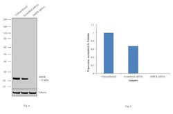 Invitrogen DHFR Polyclonal Antibody 100 &mu;L; Unconjugated:Antibodies,