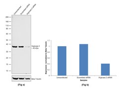 Invitrogen Arginase 2 Polyclonal Antibody 100 &mu;L; Unconjugated:Antibodies,