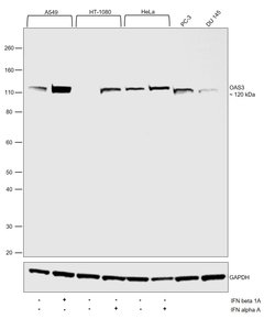 Invitrogen OAS3 Polyclonal Antibody 100 &mu;L; Unconjugated:Antibodies,