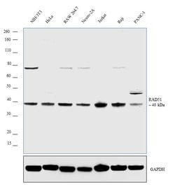 Invitrogen RAD51 Polyclonal Antibody 100 &mu;L; Unconjugated:Antibodies,
