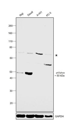 Invitrogen p47phox Polyclonal Antibody 100 &mu;L; Unconjugated:Antibodies,
