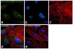 Invitrogen RAB11B Polyclonal Antibody 100 &mu;L; Unconjugated:Antibodies,