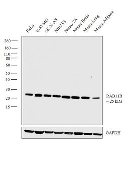 Invitrogen RAB11B Polyclonal Antibody 100 &mu;L; Unconjugated:Antibodies,