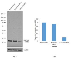 Invitrogen RAB11B Polyclonal Antibody 100 &mu;L; Unconjugated:Antibodies,