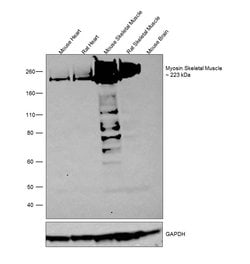 Invitrogen MYH1 Polyclonal Antibody 100 &mu;L; Unconjugated:Antibodies,