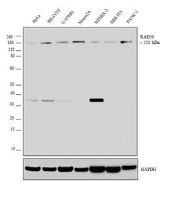 Invitrogen RAD50 Polyclonal Antibody 100 &mu;L; Unconjugated:Antibodies,