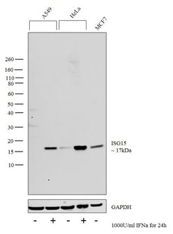 Invitrogen ISG15 Polyclonal Antibody 100 &mu;L | Buy Online | Invitrogen&trade; | Fisher Scientific