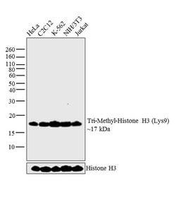 Invitrogen H3K9me3 Polyclonal Antibody 100 &mu;L; Unconjugated:Anticorps,