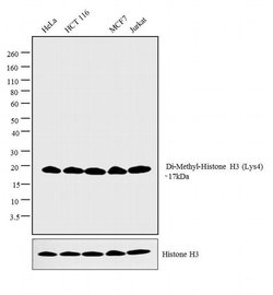 Invitrogen H3K4me2 Polyclonal Antibody 100 &mu;L; Unconjugated:Antibodies,